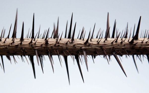 Photograph Mark Wiens Thorns on One Eyeland